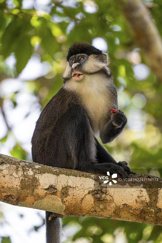 红尾猴或刚果白鼻猴（Cercopithecus ascanius schmidti），基巴莱国家公园，乌干达图片素材