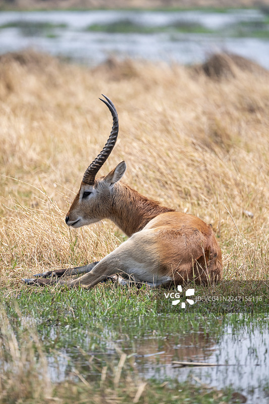 莱特奇或荔枝水羚(Kobus leche),成年雄性,在奥卡万戈三角洲、莫雷米野生动物保护区的干草中图片素材