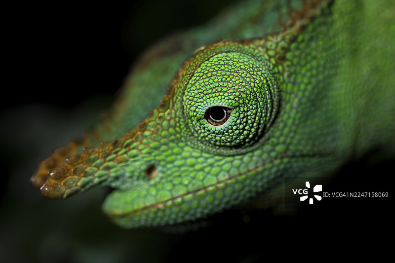 动物肖像，软绵绵的双角变色龙（Kinyongia matschiei），幼年雄性，夜晚在树叶上的变色龙，阿马尼自然森林保护区，东部乌萨姆巴拉山脉，坦噶，坦桑尼亚图片素材