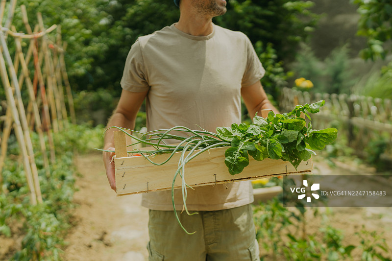 男人从自家花园搬运装满蔬菜的箱子图片素材