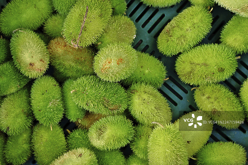 Momordica dioica 的俯视图，俗称刺瓜或尖刺瓜图片素材