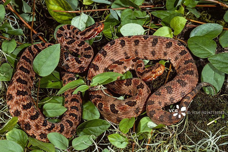 红侏儒响尾蛇图片素材