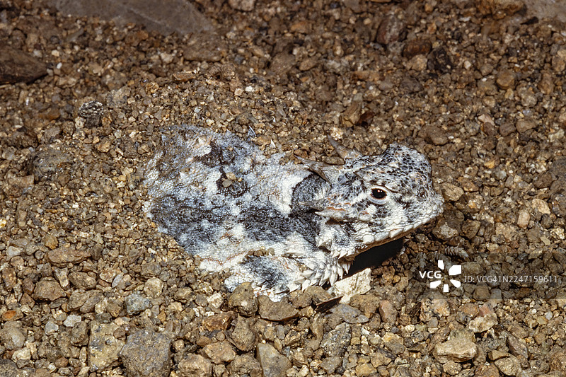 沙漠角蜥图片素材