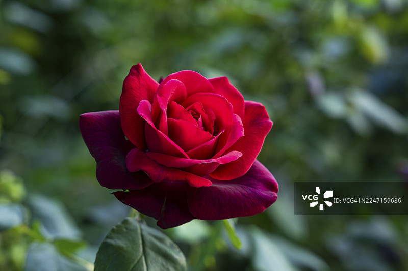 花园里，‘伯爵夫人戴安娜’品种的红玫瑰图片素材