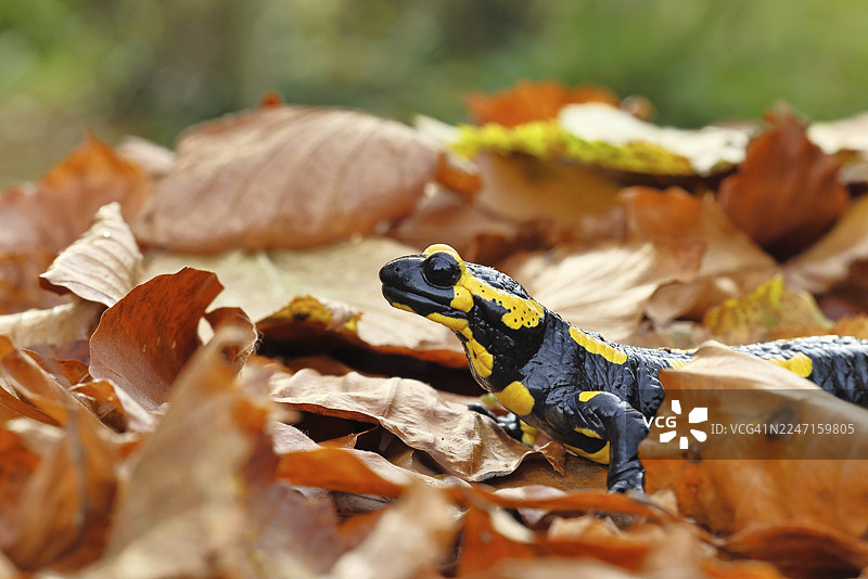火蝾螈（Salamandra salamandra），在落叶的欧洲山毛榉森林里，秋天，德国北莱茵-威斯特法伦州威尔恩斯多夫图片素材