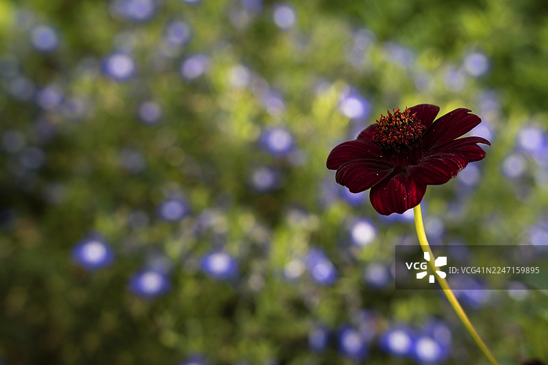花园里深红色的巧克力芙蓉（Cosmos atrosanguineus），又称巧克力花，背景是蓝白相间的花荵图片素材