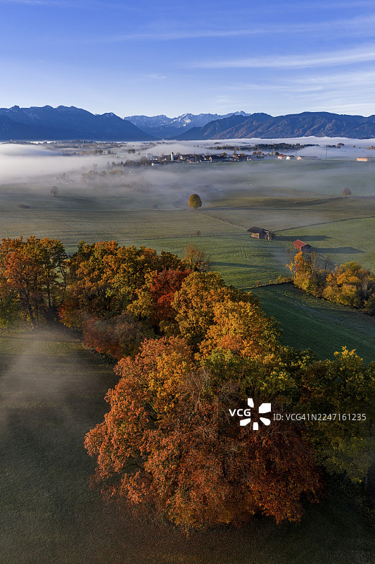 树木、橡树、山毛榉树、阳光明媚、晨光、秋色、雾、航拍、里格湖、楚格峰景观、阿尔卑斯山麓、上巴伐利亚、巴伐利亚、德国图片素材
