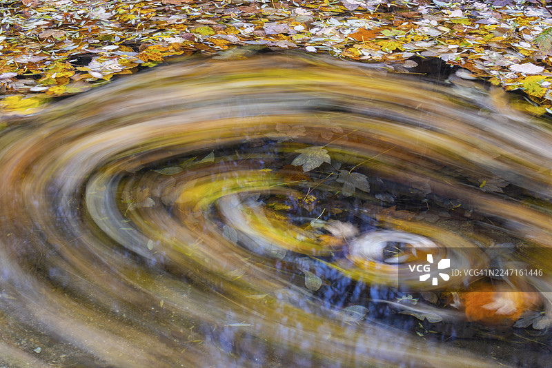 欧洲七叶树(Acer)的叶子在草本色彩中变色,秋季,唐塔尔,古腾堡,施瓦本汝拉,巴登-符腾堡,德国图片素材