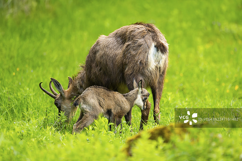 奥地利，母羚羊（Rupicapra rupicapra）与幼崽在草地上图片素材