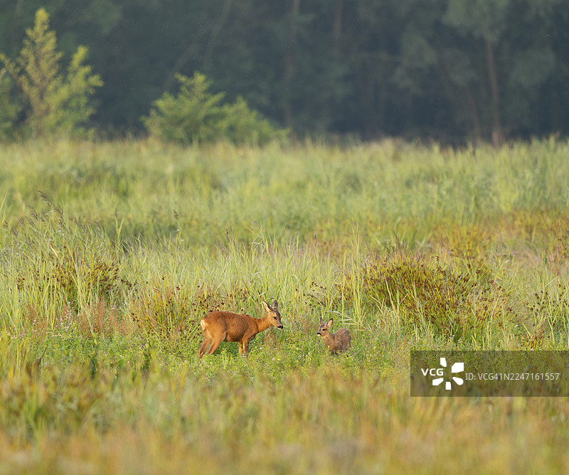 德国下萨克森州，一只母鹿和一只幼鹿站在潮湿的草甸上（欧洲狍子，Capreolus capreolus）图片素材