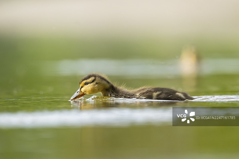 在德国巴伐利亚州湖泊中游泳的野鸭（Anas platyrhynchos）幼崽图片素材