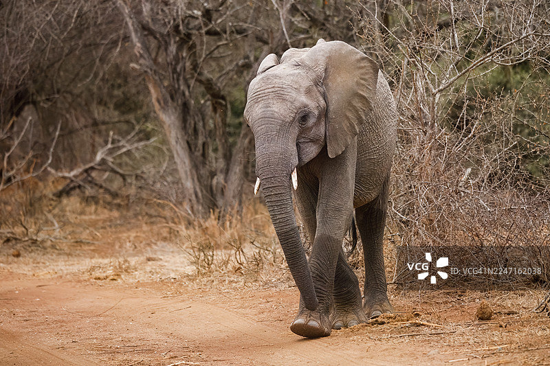 南非自然保护区里行走的大象图片素材