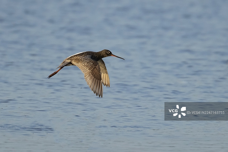 一只成年反嘴鹬（Tringa erythropus）在英格兰、英国的一处泻湖水面上方飞翔图片素材