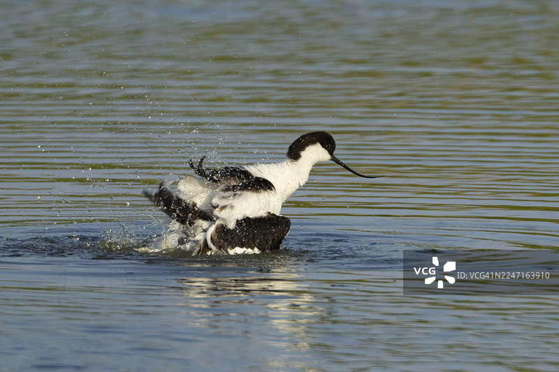 一只成年黑翅翘嘴鹬（Recurvirostra avosetta）在夏季英国浅泻湖的水中沐浴图片素材