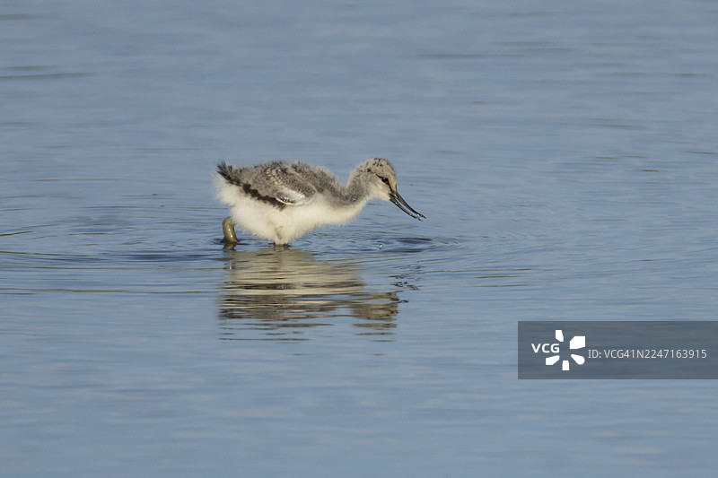 英国夏季，反嘴鹬幼鸟在浅泻湖中觅食图片素材