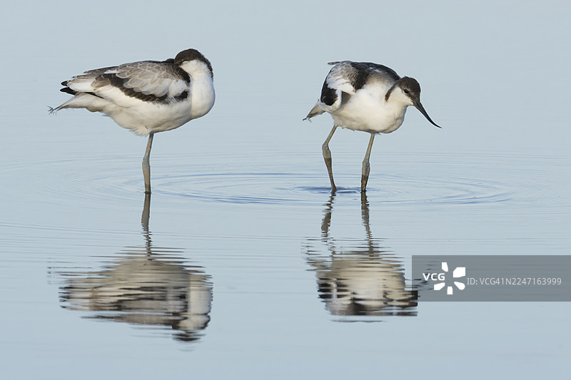 黑翅翘嘴鹬（Recurvirostra avosetta）两只成年涉禽在夏季英格兰浅潟湖中的景象，英国图片素材