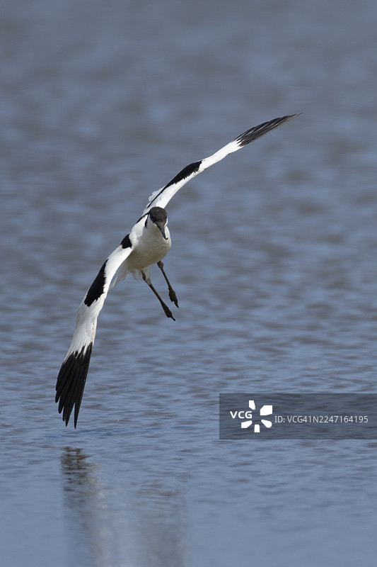 一只成年反嘴鹬（Recurvirostra avosetta）在英格兰，英国的泻湖上空低飞，这是夏季的景象。图片素材