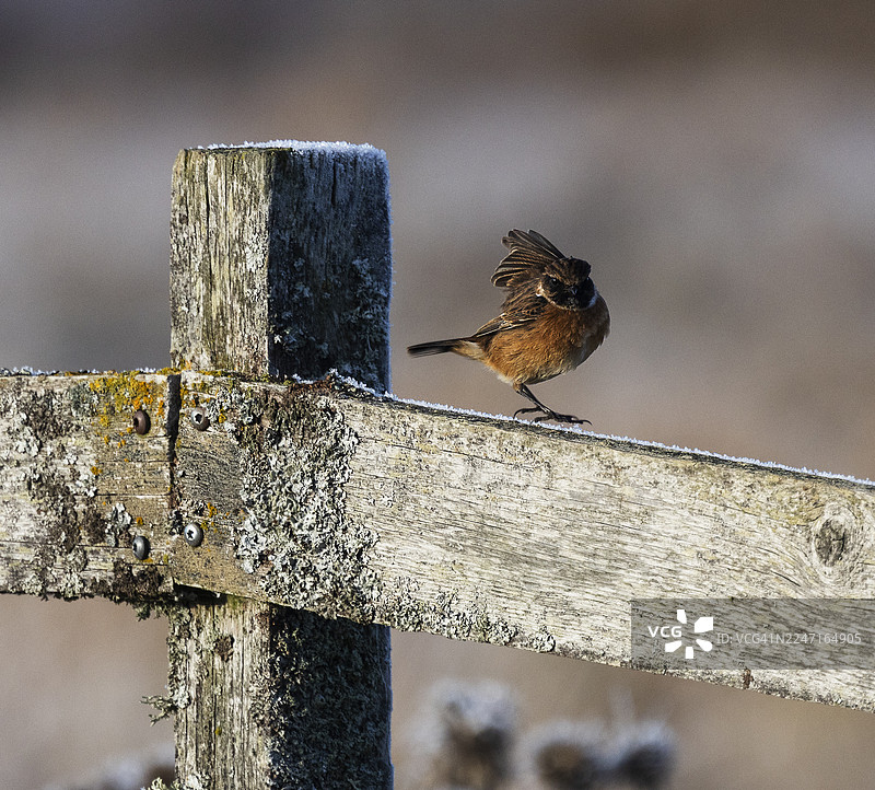 一只石䴕在瑞典的木栅栏上过冬。图片素材