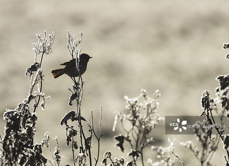 一只石䴇在瑞典冬天停歇在冻结的植物上。图片素材