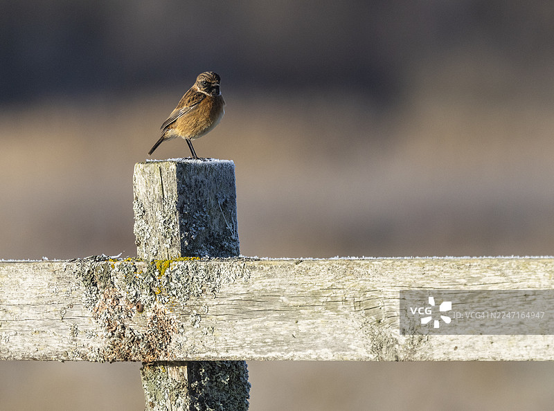 瑞典冬季，一只石䴕（石雀）栖息在木栅栏上。图片素材