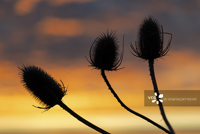 野花，（欧洲山萝卜），日出逆光下的野花，冬季，明斯特兰，北莱茵-威斯特法伦州，德国图片素材