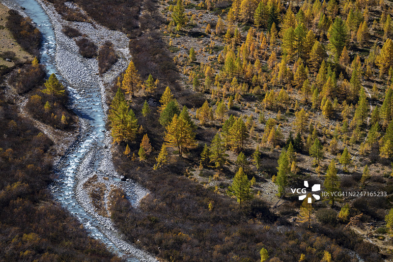 瑞士瓦莱州罗讷河冰川，秋季落叶松图片素材
