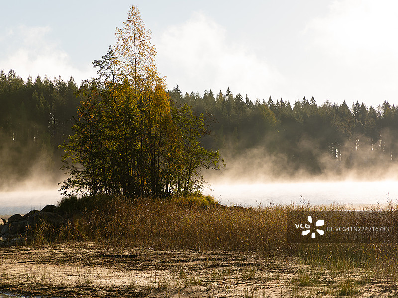 秋季芬兰科利国家公园，薄雾笼罩下的宁静湖泊，四周环绕着树木和芦苇图片素材