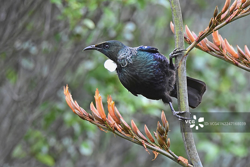 一只吐鸟栖息在开着橙色花的树枝上的特写，展示了其虹彩般的羽毛和白色的喉簇图片素材