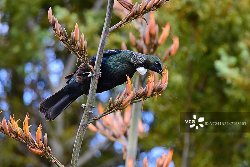 一隻紫嘯鶇棲息在亞麻植物上，在充滿活力的戶外環境中吸食花蜜的特寫鏡頭图片素材