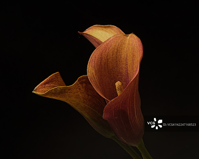 优雅的马蹄莲特写，背景为纯粹的黑色，突显其丰富的色彩和精致的形态图片素材