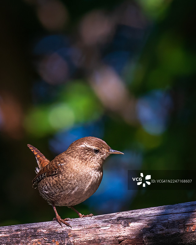 特写镜头：一只小鹪鹩在自然光下栖息在饱经风霜的树枝上图片素材