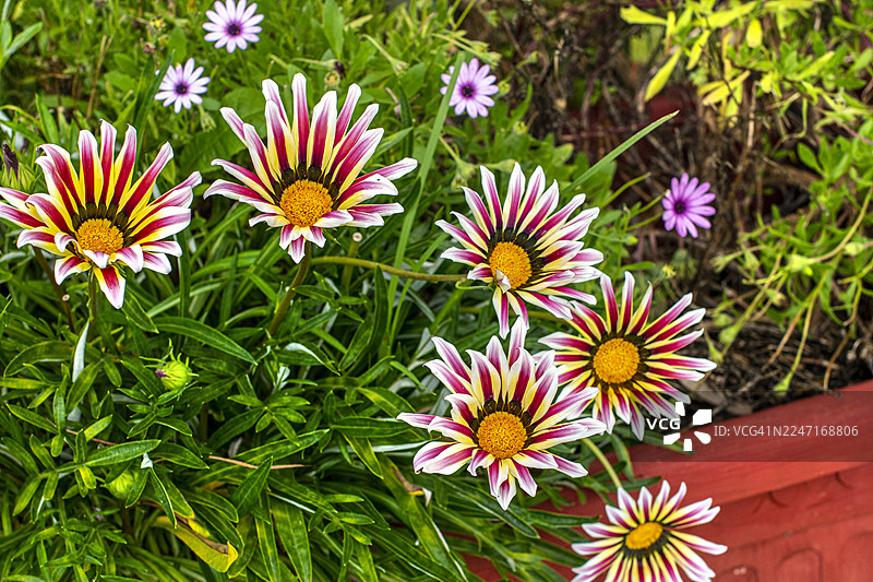 花坛里的花。也有“宝藏花”之称的非洲菊（Gazania rigens）。观赏植物。图片素材
