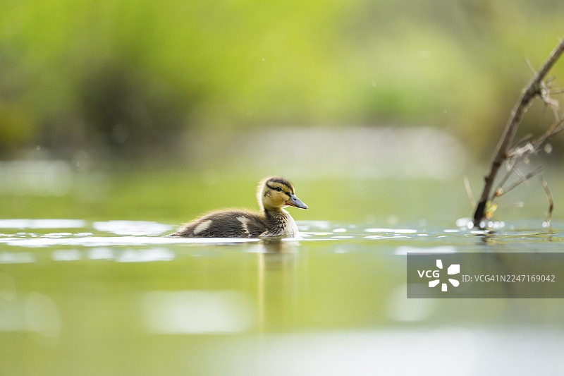 野鸭（Anas platyrhynchos）幼崽在德国巴伐利亚州的一个湖里游泳图片素材