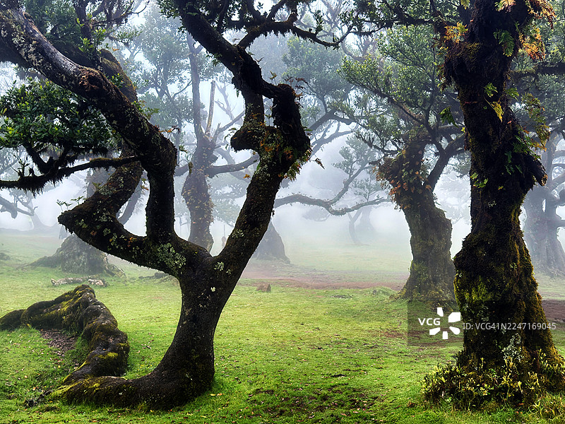 神秘的古老森林，扭曲的树木覆盖着苔藓和薄雾，里贝拉达雅内拉，葡萄牙图片素材