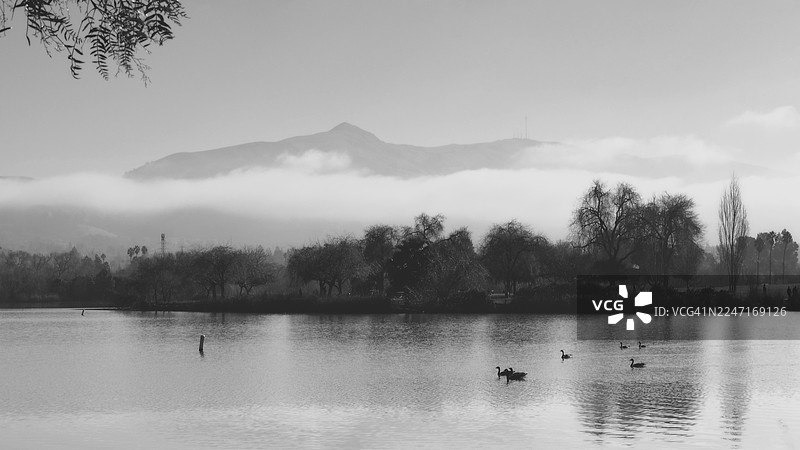 风景如画的湖泊，有鸭子和树木，背景是山峦和薄雾，美国弗里蒙特图片素材