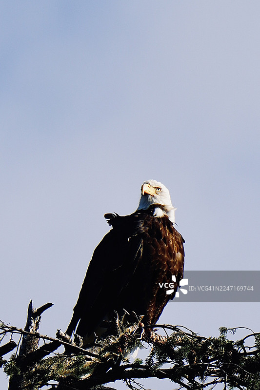 一只雄伟的白头海雕栖息在树枝上，背景是湛蓝的天空图片素材