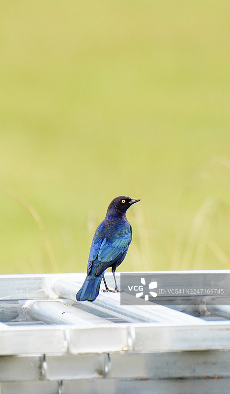 一只蓝鸟栖息在金属挡土墙上的特写，背景是柔和的绿色。图片素材