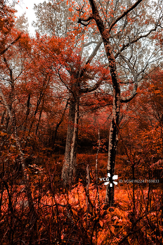 色彩鲜艳的秋季森林，拥有红色和橙色叶子，美国高瀑布，莫霍克山庄图片素材
