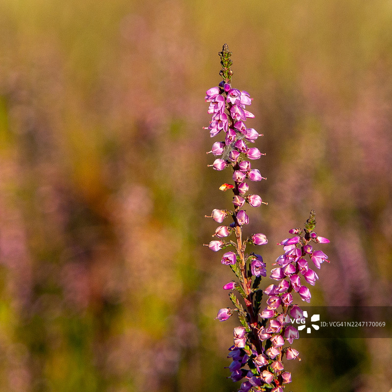 白天自然户外环境中，鲜艳粉色石楠花的特写图片素材