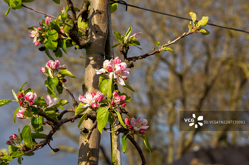 春天盛开的鲜艳粉色苹果花特写图片素材