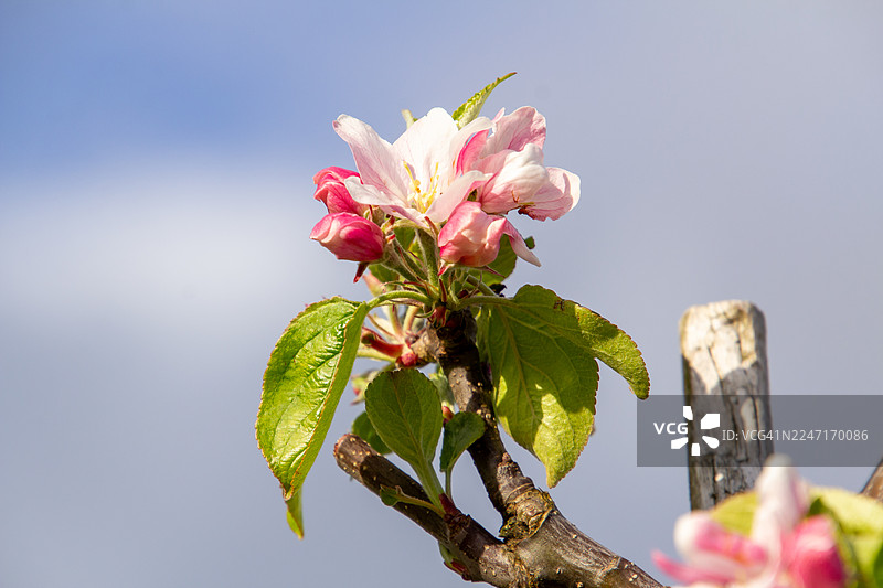 粉色鲜艳的苹果花特写，背景是柔和的蓝天，象征着春天和新生图片素材