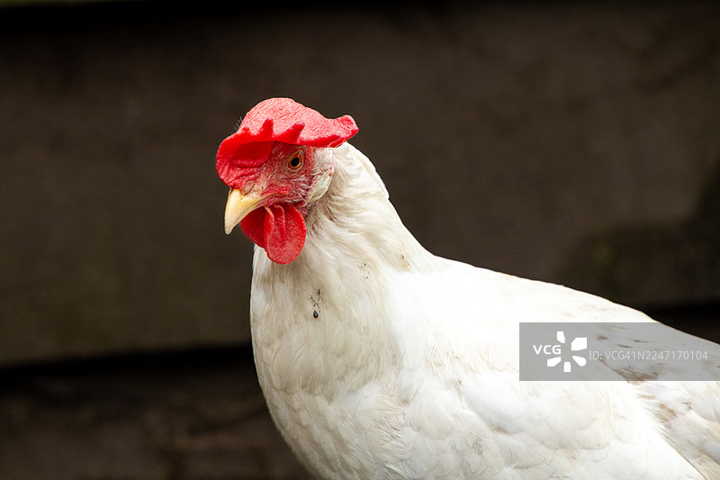 特写一只头冠和肉垂呈红色的白鸡图片素材