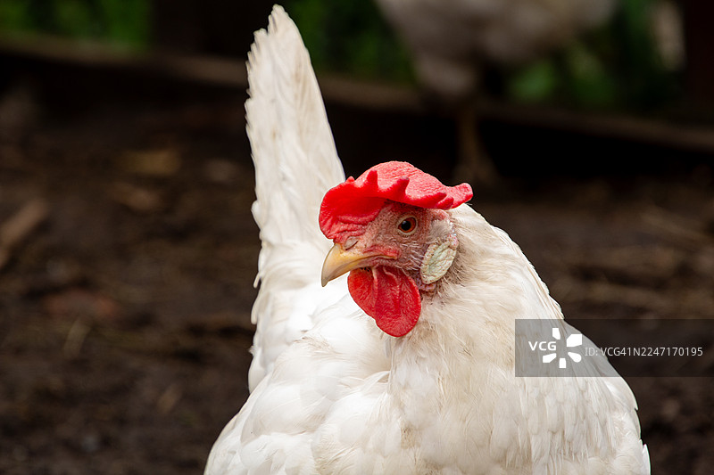 一只红冠红喉的白色家鸡特写，在乡村户外环境中望向别处图片素材