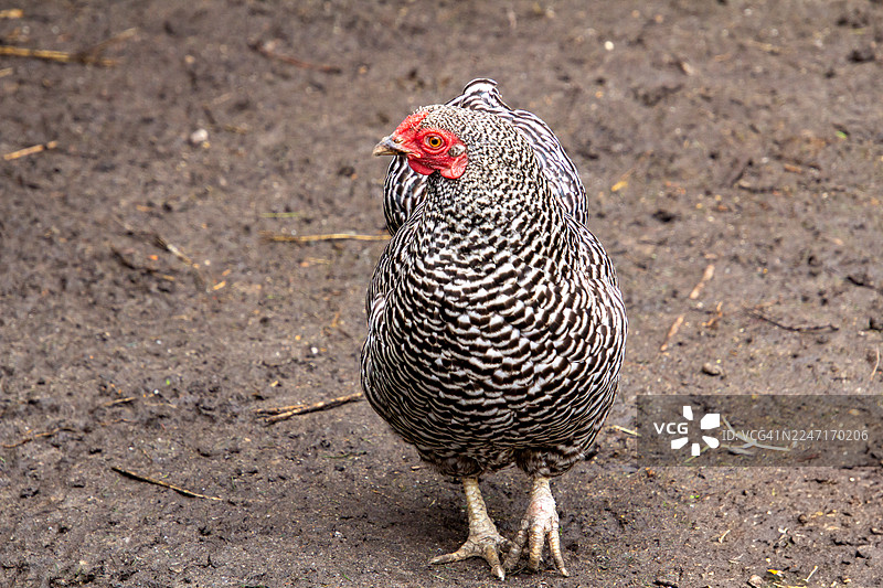 俯视一只岩石条纹鸡站在泥土地上图片素材
