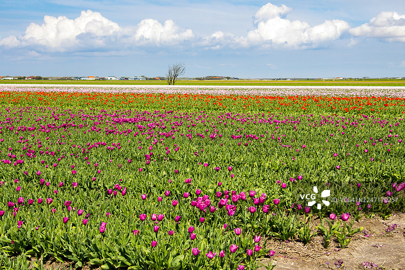 荷兰登堡，蓝色天空下郁金香花田，点缀着朵朵白云图片素材