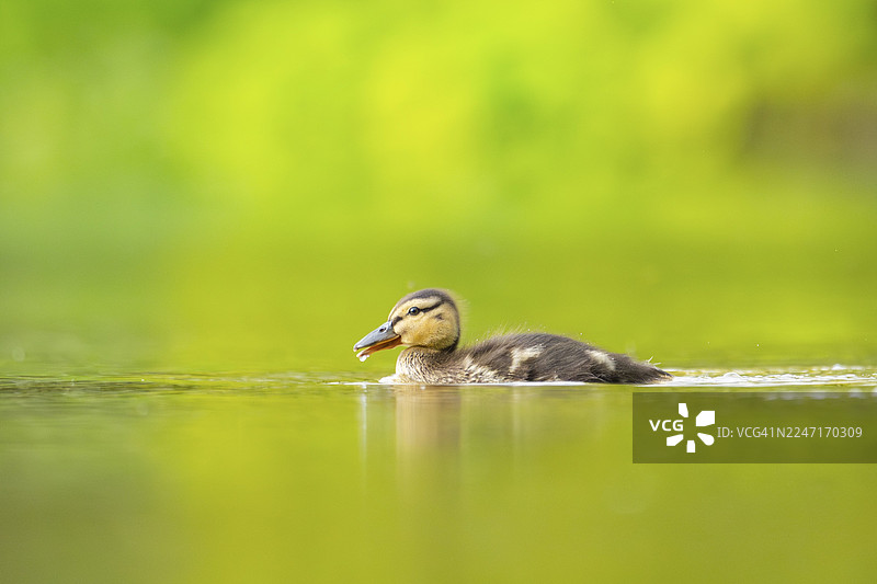 德国巴伐利亚州野鸭（Anas platyrhynchos）幼鸟在湖中游泳图片素材