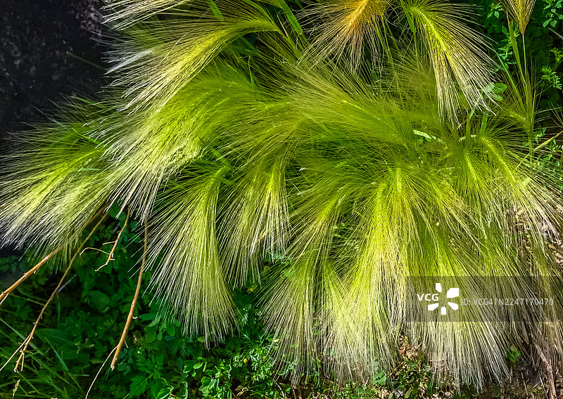 在自然光下户外生长的，质地柔软蓬松的鲜绿色狗尾草特写图片素材