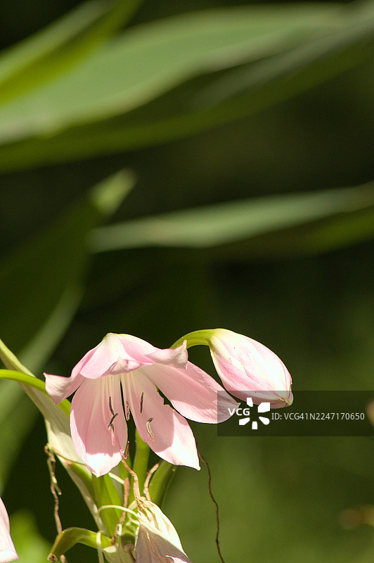 粉色葱兰花朵与花苞的特写，背景为模糊的绿色图片素材