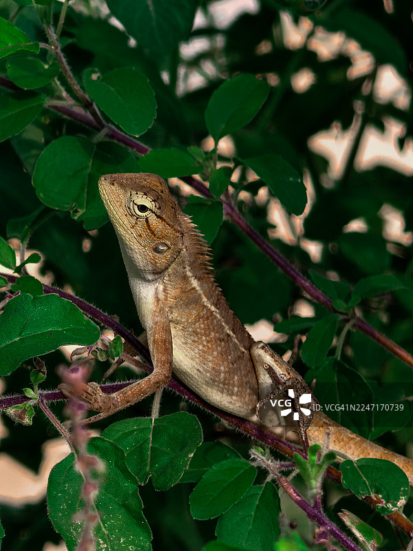 特写镜头：一只蜥蜴栖息在自然栖息地的绿色植物枝条上图片素材