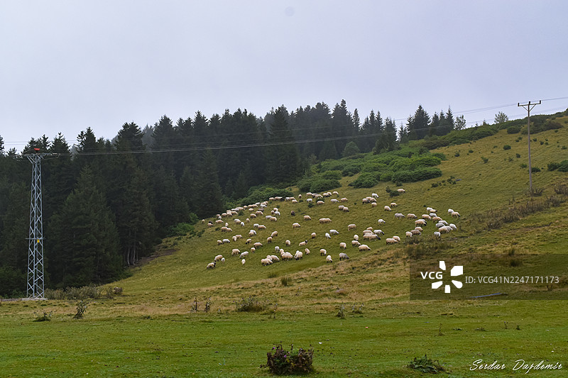 羊群在翠绿的山坡上吃草，背景是茂密的森林，天空阴沉。图片素材